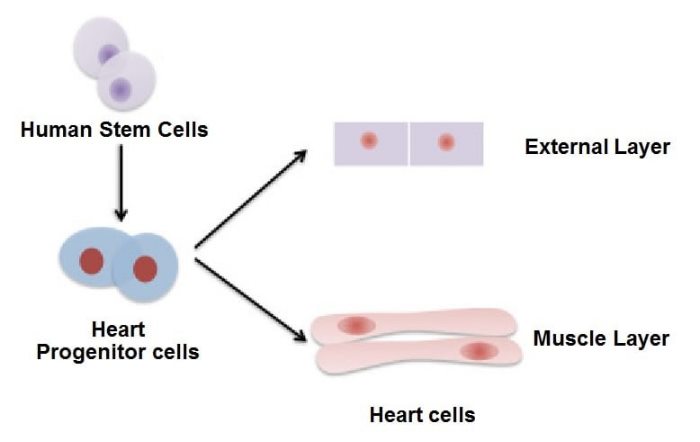 رشد دوباره لایه خارجی قلب با استفاده از سلول‌ های بنیادی یا بشارت جوان‌سازی اعضا بدن faezehya.com